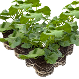 Set of 3 or 6 Large Plants - Geranium Sunflair Amethyst, Ready to Plant in Your Garden