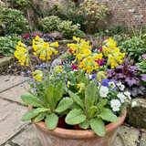 Set of 3 or 6 Primula Veris Yellow Cowslip Primrose Plants, Hardy Perennial, Spring Flowering, Outdoor Garden Ready, 1 Litre Root-Ball