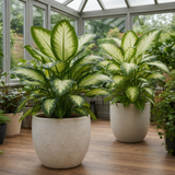 Dieffenbachia Camilla Variegated Dumb Cane, Indoor Houseplant, 12cm Pots