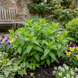 Set of 3 or 6 Moroccan Mint Herb Plants, Fresh & Fragrant Live Herbs, Outdoor Garden Ready, 1 Litre Root-Ball
