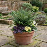 Set of 3 or 6 Soft Shield Fern Polystichum Plumosum Densum Plants, Hardy Evergreen Perennial, 1 Litre Root Ball