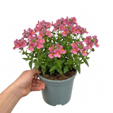 1 Large Plant - Nemesia Nuvo Rose Improved, Outdoor Garden Ready, 2L Pot