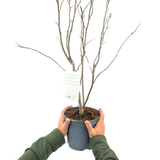 Magnolia Stellata