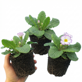 Set of 3 or 6 Primrose Queen Lilac Picotee Plants, Hardy Perennial, Spring & Autumn Flowering, Outdoor Garden Ready, 1 Litre Root-Ball