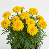 1 Large Plant - Marigold Durango Yellow, Ready to Plant in Your Garden, 2L Pot