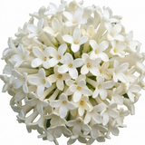 Set of 3 or 6 Osmanthus Burkwoodii Plants, Fragrant Evergreen Hedging Shrubs, Outdoor Garden Ready, White Flowers, 11cm Root-Ball