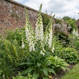 1 Digitalis Hanabee White Foxglove Plant, Hardy Bee Friendly Perennial, Summer Flowering, 2 Litre Root Ball