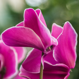 Cyclamen Bicolour Pink Flame