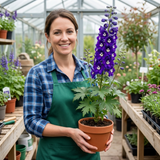 Set of 3 or 6 Delphinium Pacific Giants King Arthur Hardy Perennial Plants, Tall Cottage Garden Flowers, Outdoor Garden Ready, 1 Litre Root-Ball
