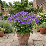 1 Senetti Violet Pericallis Plant, Colourful Outdoor Summer Bedding Flower, Garden Ready, 17cm Root-Ball