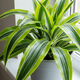 1 Dracaena Lemon Lime Dragon Tree Houseplant, Easy Care Indoor Plant, 17cm Root Ball