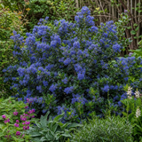 1 Large Plant - Ceanothus Pugets Blue, Ready to Plant in Your Garden, 2L Pot