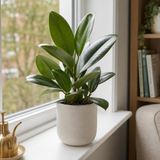 Rubber Plant Ficus Robusta, Indoor Houseplant, 12cm 1 Litre Pots
