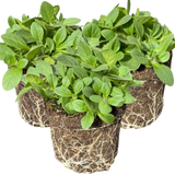 Set of 3 or 6 Large Plants - Petunia Dekko Blue, Outdoor Garden Ready
