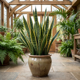 1 Sansevieria Superba Snake Plant, Low Maintenance Air Purifying Indoor Houseplant, 21cm Root Ball
