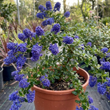 1 Ceanothus Concha Plant, Hardy Evergreen Blue Flowering Shrub, California Lilac, 3 Litre Root-Ball