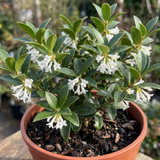 1 Osmanthus Burkwoodii Plant, Hardy Fragrant Evergreen Hedge Shrub, Garden Ready, 3 Litre Root Ball