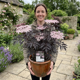 1 Sambucus Nigra Black Lace Elderberry Plant, Outdoor Hardy Perennial Garden Shrub, 3 Litre Root Ball