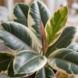 Variegated Rubber Plant Ficus Tineke, Indoor Houseplant, 12cm 1 Litre Pots