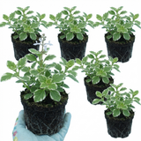 Set of 3 or 6 Large Plants - Plectranthus Coleoides / Swedish Ivy, Outdoor Garden Ready