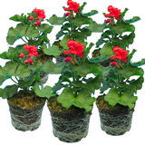 Set of 3 or 6 Large Plants - PelargoniumToscana Dolce Vita Mylena / Gisela / Smart Senna