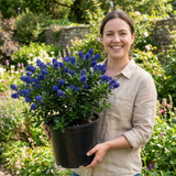 1 Ceanothus Concha, 7.5 Litre Californian Lilac, Blue Flowering Evergreen Shrub, Root-Ball