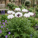Set of 3 or 6 Papaver Orientale Royal Wedding Poppy Plants, Hardy Perennial, Outdoor Garden Ready, 1 Litre Root-Ball