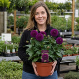 1 Large Plant - Dahlia Maggiore Purple, Ready to Plant in Your Garden, 3L Pot