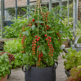 1 Gardeners Delight Cherry Tomato Plant, Live Outdoor Garden Ready, Established 2 Litre Root Ball