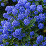 1 Large Plant - Ceanothus Pugets Blue, Ready to Plant in Your Garden, 2L Pot