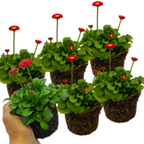 Bellis Red