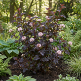 1 Physocarpus Sweet Cherry Tea Ninebark Plant, Hardy Deciduous Flowering Shrub, 3 Litre Root-Ball