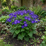 1 Large Senetti Violet Pericallis Plant, Spring Flowering, Outdoor Garden Ready, 6.5L Root-Ball