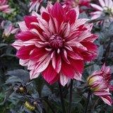 1 Large Plant - Dahlia Dahlegria Tricolour, Ready to Plant in Your Garden, 3L