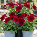 Set of 3 or 6 Large Plants - Petunia Easy Wave Red, Outdoor Garden Ready