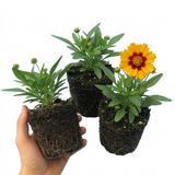 Set of 3 or 6 Coreopsis Presto Hardy Perennial Plants, Golden Yellow Summer Flowering, Outdoor Garden Ready, 1 Litre Root Ball