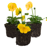 Upright Pansy Delta Pro Yellow