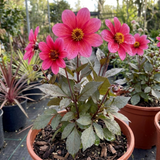 1 Large Plant - Dahlia Dahlegria Pink Flame, Ready to Plant in Your Garden, 3L