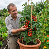Set of 3 or 6 Grafted Crokini Tomato Plants, Premium High Yield Cocktail Tomato, Garden Ready, 1L Root Ball