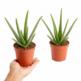 Aloe Vera Plant, Indoor Succulent, Easy Care Houseplant, 12cm 1 Litre Pots