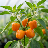 Set of 3 or 6 Large Plants - Sweet Pepper Snack Orange, Ready to Plant in Your Garden