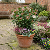Set of 3 or 6 Viburnum Tinus Evergreen Privacy Hedge Plants, Hardy Winter Flowering Garden Shrub, Outdoor Garden Ready, 1 Litre Root-Ball