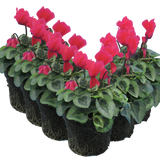 Cyclamen Silver Leaf Salmon 10.5cm