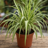 Variegated Dragon Tree Dracaena Marginata, 12cm & 1 Litre Pots