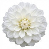 1 Large Plant - Dahlia Dahlegria White, Ready to Plant in Your Garden, 3L Pot