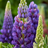 Lupin Legendary Blue Shades