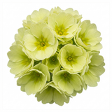 Set of 3 or 6 Primula Little Queen Lime Hardy Perennial Plants, Bee Friendly Spring Flowering, Outdoor Cottage Garden Ready, 1 Litre Root-Ball
