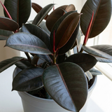 1 Ficus Abidjan Rubber Plant, Large Tropical Indoor Houseplant, 5 Litre Root Ball