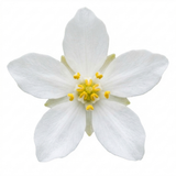 1 Choisya White Dazzler Plant, Fragrant Hardy Evergreen Garden Shrub, Mexican Orange Blossom, 3L Root Ball