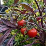 1 Patio Cherry Tomato Plant, Veranda Red, Live Outdoor Garden Ready, 2 Litre Root-Ball